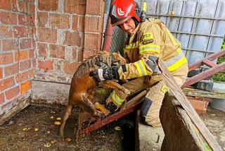 Studzian: Strażacy uratowali topiącego się psa. Dramatyczna akcja [ZDJĘCIA]