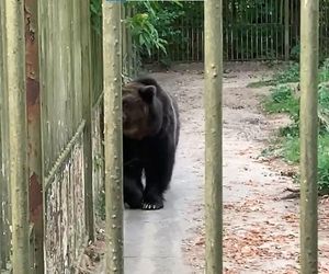 Jak zimą radzą sobie egzotyczne zwierzęta w bydgoskim zoo?