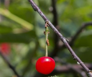 Drobna plamistość liści drzew pestkowych - choroba wiśni i czereśni