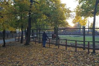 Park 1000-lecia w Lesznie na chwilę przed zachodem słońca