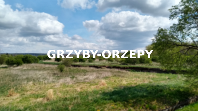 Grzyby-Orzepy
