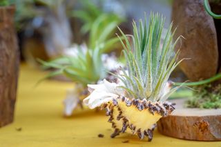 Oplątwa (tillandsia) - roślina, która nie rośnie w ziemi! Jak uprawiać i pielęgnować oplątwę?