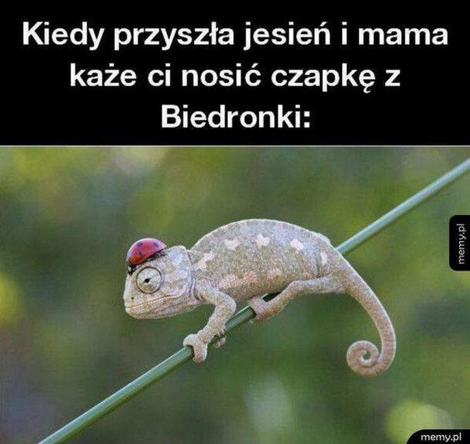 Równonoc jesienna 2020. Zobacz najlepsze memy na pierwszy dzień jesieni