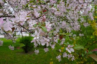 Park Bronowice wiosną 2024
