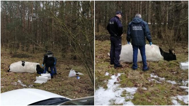 Strzegowo. Byk ZABIŁ właściciela! Agresywne zwierzę uciekło ze stodoły!