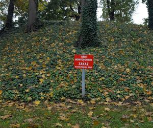 Są pieniądze na pielęgnację drzew w miejscu dawnych fortyfikacji i promenad w Lesznie