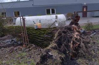 Drzewa na samochodach, zerwane dachy, brak prądu. Skutki wichury w Toruniu i okolicach