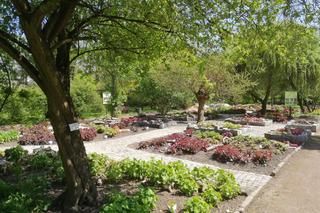 Miejski Ogród Botaniczny w Zabrzu zaprasza do siebie 