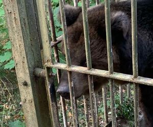 Jak zimą radzą sobie egzotyczne zwierzęta w bydgoskim zoo?