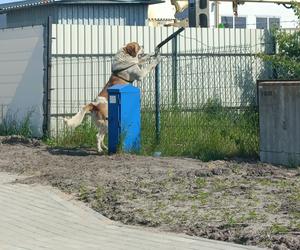 Wejherowo: Krnąbrny pies uciekł z kojca na oczach strażników miejskich. ‘Dla niego nie ma przeszkody nie do pokonania’ 