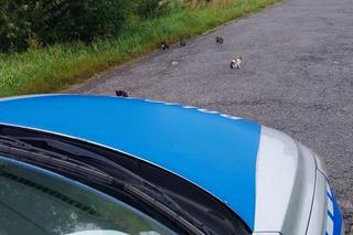 Wielkie serca policjantów! Uratowali 8 malutkich kotków