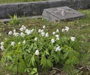  Cmentarz Armii Radzieckiej