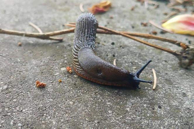 Budzą obrzydzenie i są utrapieniem ogrodników. Ślimaki sieją spustoszenie