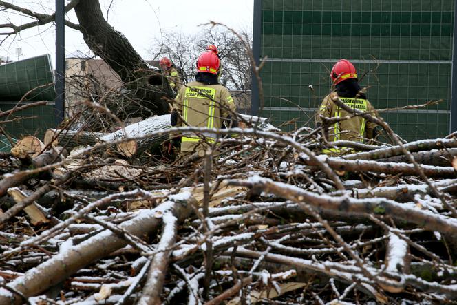 Wichura powaliła drzewo - akcja strażaków