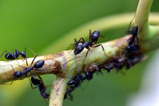 Domowe sposoby na mrówki w ogródku. Tak pozbędziesz się ich raz na zawsze!