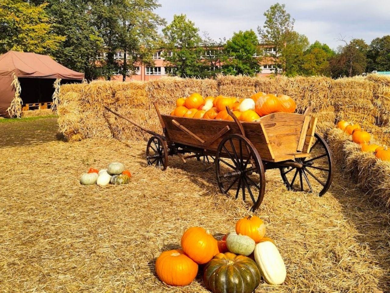 Labirynt ze słomy, dyniowe kręgle i rodeo. Sprawdź, co czeka na Farmie ...
