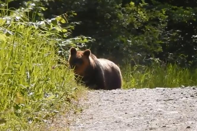 Niebezpieczna scena w Bieszczadach. Leśniczy uciekał przed niedźwiedziem. Jest wideo