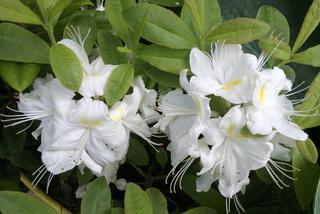 Azalia wielkokwiatowa 'Persil' - Rhododendron 'Persil'