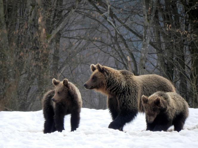 Bieszczady Niedźwiedzie szukają pożywienia we wsi [GALERIA]