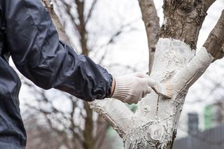 Sprawdź, kiedy należy pobielić drzewa owocowe w ogrodzie