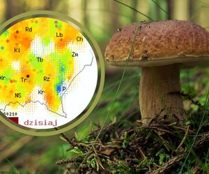Na Podkarpaciu trwa już jesienny wysyp grzybów, ale nie wszędzie. Gdzie ich szukać?