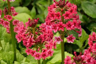 Pierwiosnek japoński