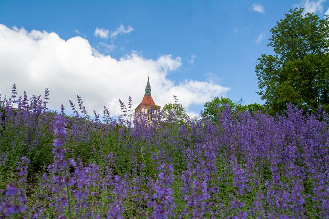 Zagłosuj na Olsztyn  w plebiscycie Terra Flower Power!