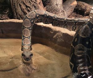 Egzotyczny świat na wyciągnięcie ręki! Zaglądamy do akwarium-terrarium w Myślęcinku