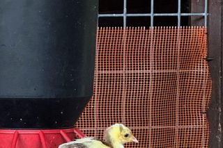 Stado pawi w Ogrodzie Saskim w Lublinie się powiększyło!