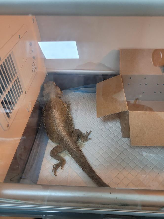 Sklep zoologiczny w Bytomiu: zwierzęta w strasznych warunkach