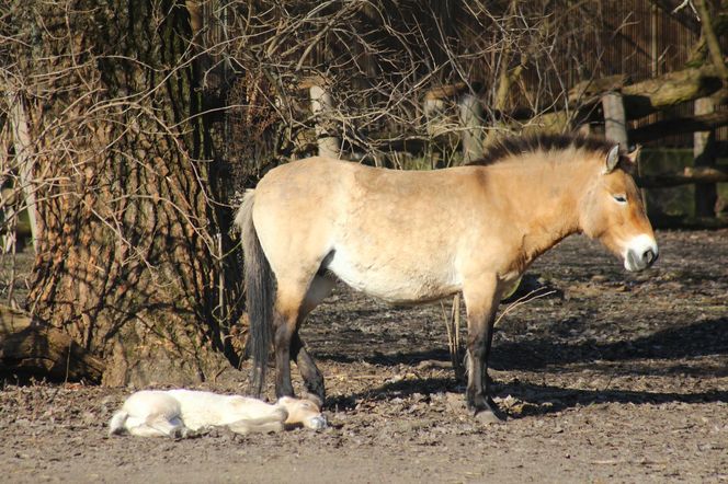  Warszawskie zoo ma nowego mieszkańca. To trzecie dziecko Primy i Larsa