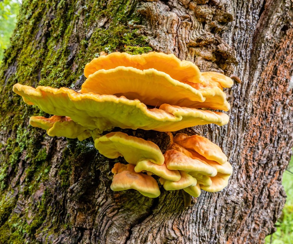 Ten grzyb rośnie na drzewach i smakuje jak kurczak. Czym jest żółciak siarkowy?
