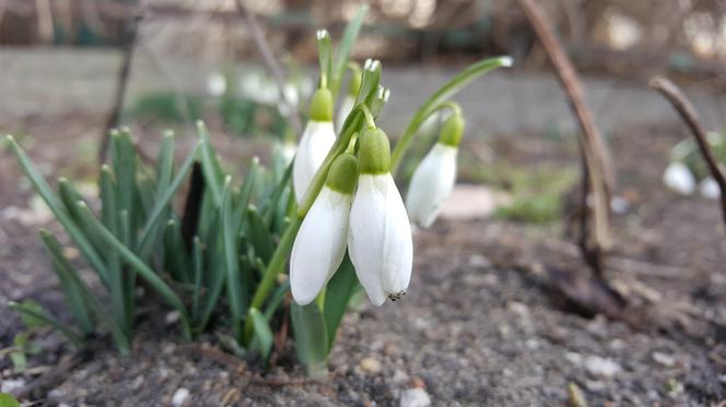 Natura budzi się do życia! W Ogrodzie Botanicznym UKW czuć już wiosnę! [ZDJĘCIA]