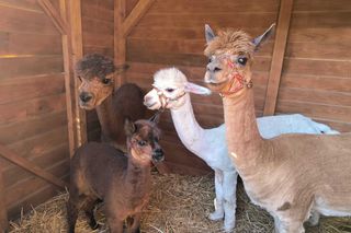 Labirynt w Łopuszce Małej zaprasza! Otwarcie sezonu 2025 już 19 lipca