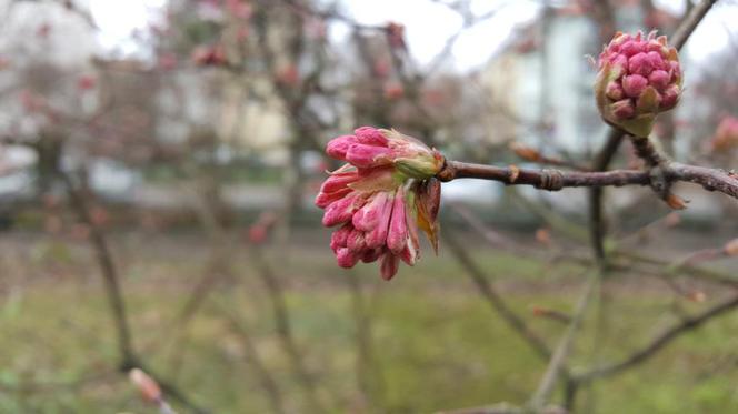 Do Bydgoszczy zbliża się wiosna. Te znaki nie zostawiają wątpliwości