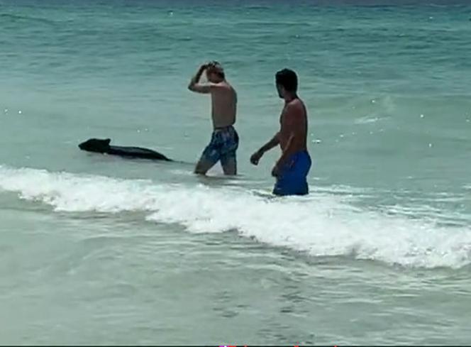 Tłum turystów bawił się na plaży. Nagle pojawił się niedźwiedź! Szokujace wideo