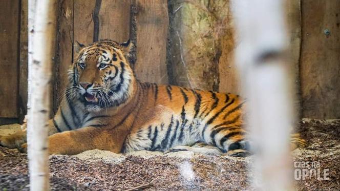 Tygrys Diego z opolskiego zoo