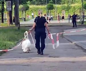 Policjanci z Piekar Śląskich pomogli łabędziej rodzinie