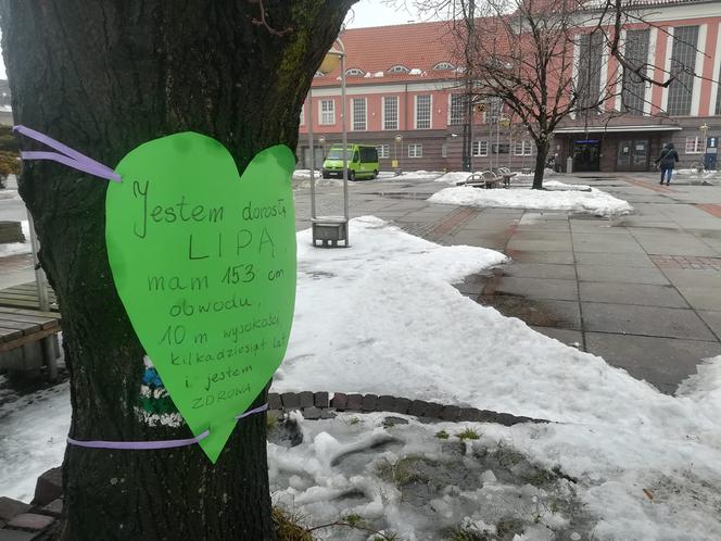 Gliwice: Miasto wycina drzewa przed dworcem PKP. Mieszkańcy protestują [ZDJĘCIA]