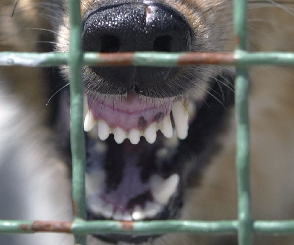 zły, agresywny pies, zęby psa, wściekły pies