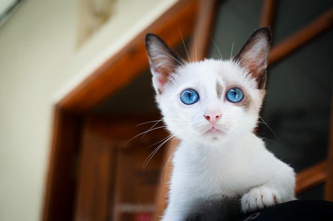 Maleńki kotek uwięziony na starówce w Toruniu