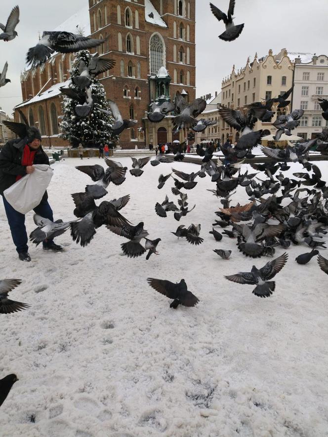Zaskakujący apel od władz. Miasto i KTOZ proszą o pomoc w dokarmianiu ptaków