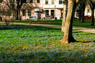 Cebulice kwitną w Szczecinie