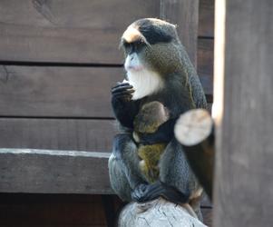 Nowa małpka w zoo w Wojciechowie 