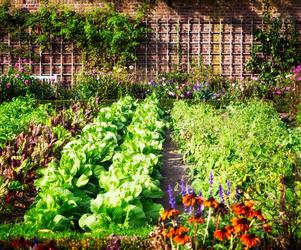 Ekologiczny ogródek warzywny