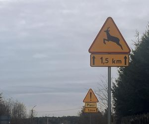 Płakał nad tym psem. Damian zastawiał pułapki na leśną zwierzynę. Kundelek umierał w męczarniach