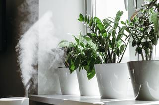 Sposoby zwiększenia wilgotności powietrza wokół roślin doniczkowych