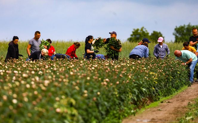 Królewskie kwiaty z Brzozia podbijają świat