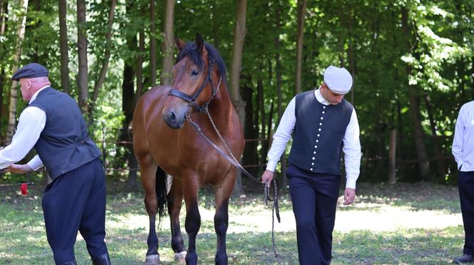 Jarmark koński w lubelskim skansenie przyciągnął tłumy