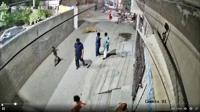 Lew rzucił się na dzieci i kobietę pośrodku ulicy! Oto, co stało się potem